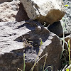 Sagebrush Lizard