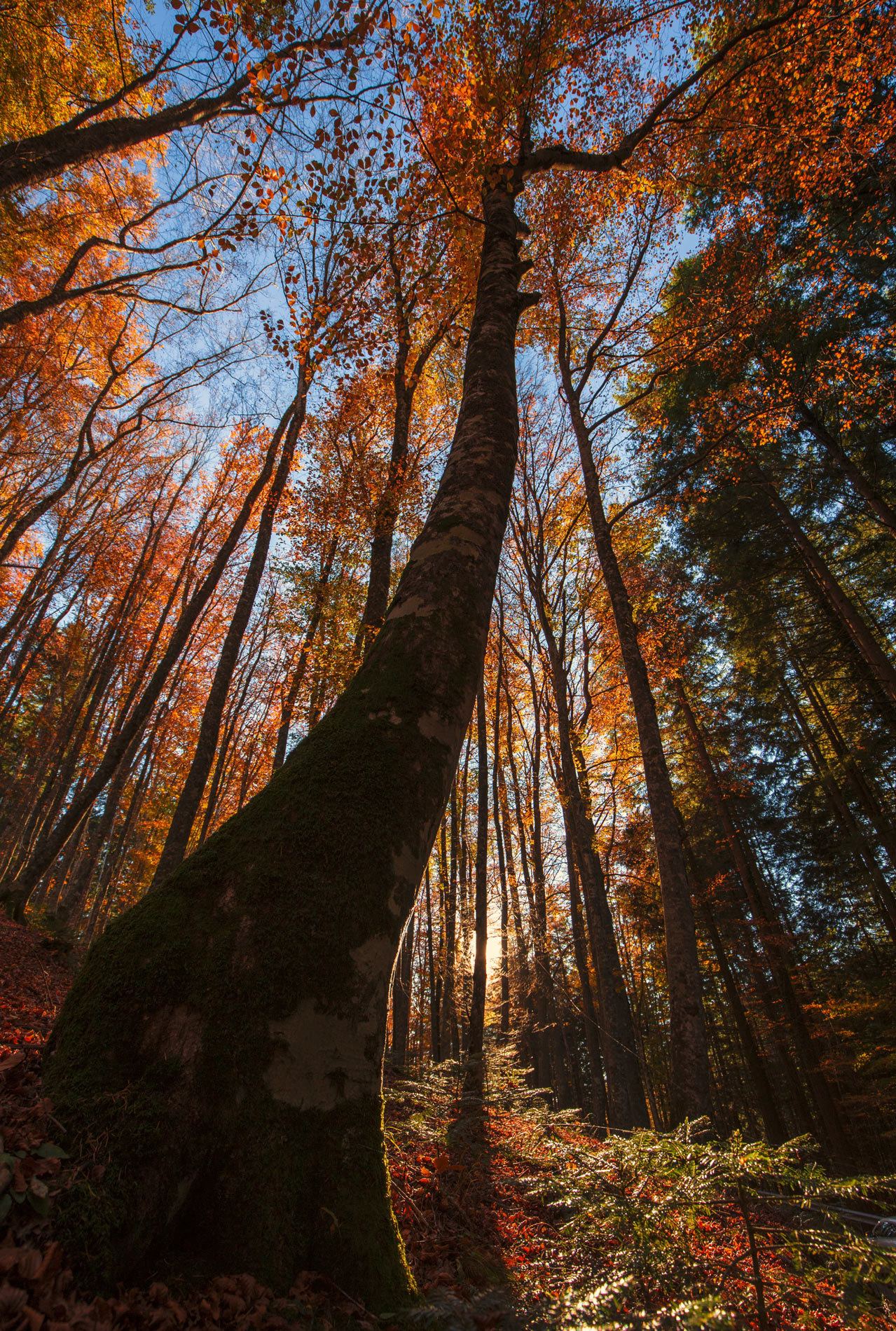 autumn colors di rik