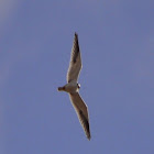 Black-winged Kite