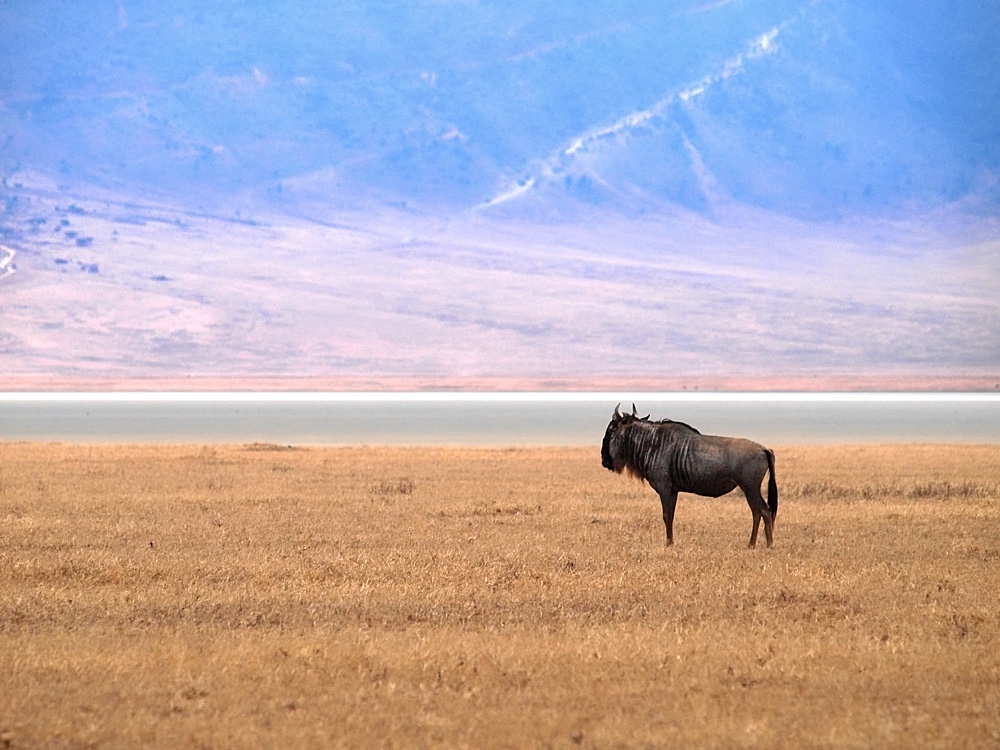 Ñu azul (Blue wildebeest)