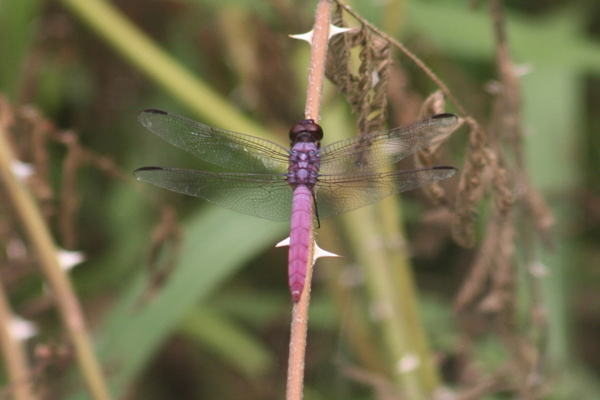 Roseate Skimmer