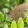 Ringlet