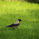 Hooded crow