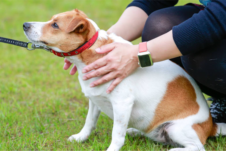 アルトラパンの子供の日・犬とかアナグマとか・森林浴・緑とラパン・どこが変わったでしょーうに関するカスタム事例の投稿画像4枚目