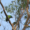 Blue-throated Green Barbet