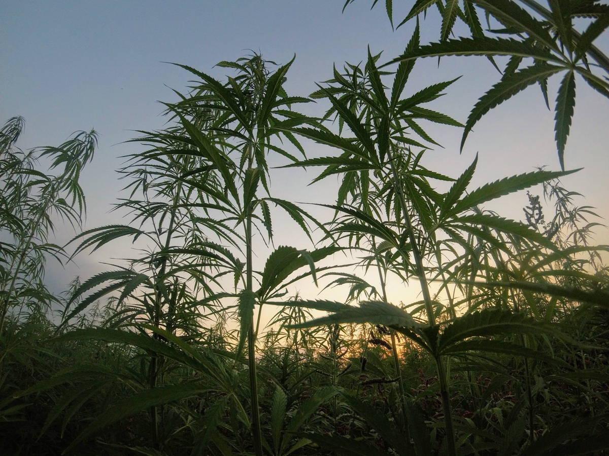 大麻 マリファナにおけるインディカとサディバの違いを解説
