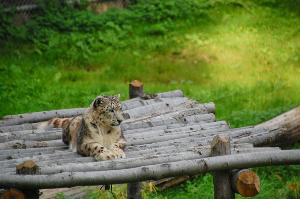 Snow leopard