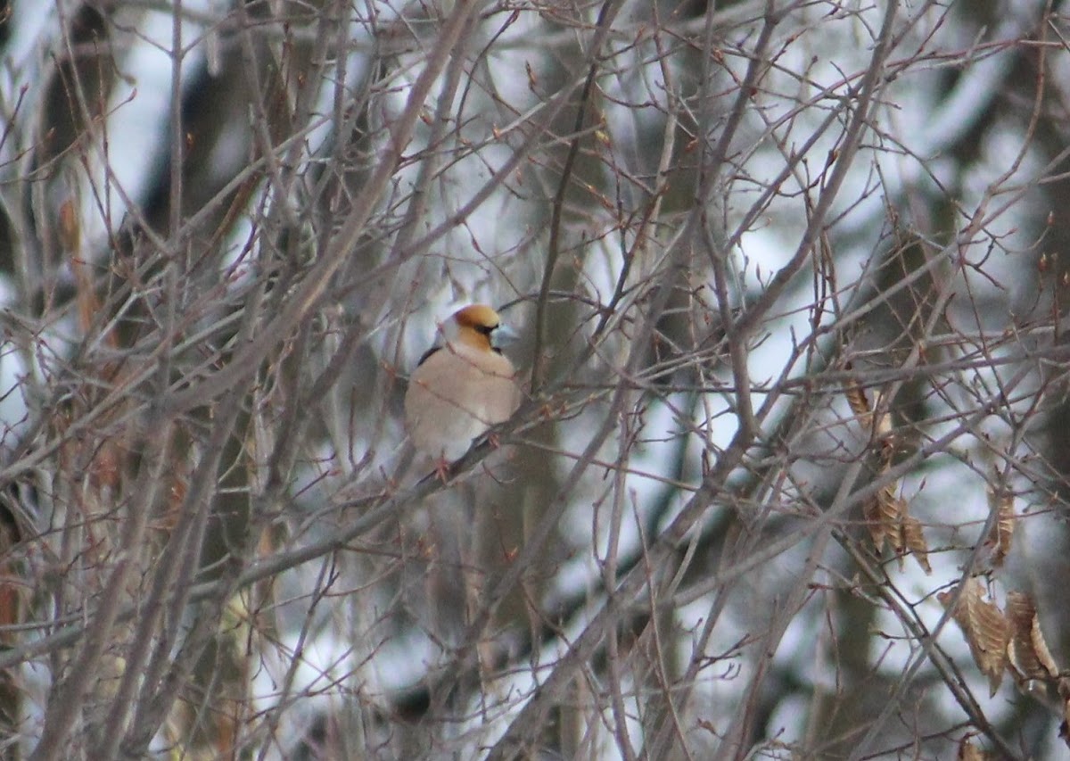 Hawfinch