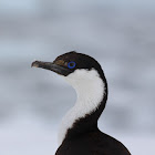 Antarctic Shag