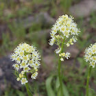 Death camas