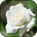 Cover Image of Herunterladen White roses Wallpapers 1 APK