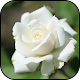 Download White roses Wallpapers For PC Windows and Mac 1