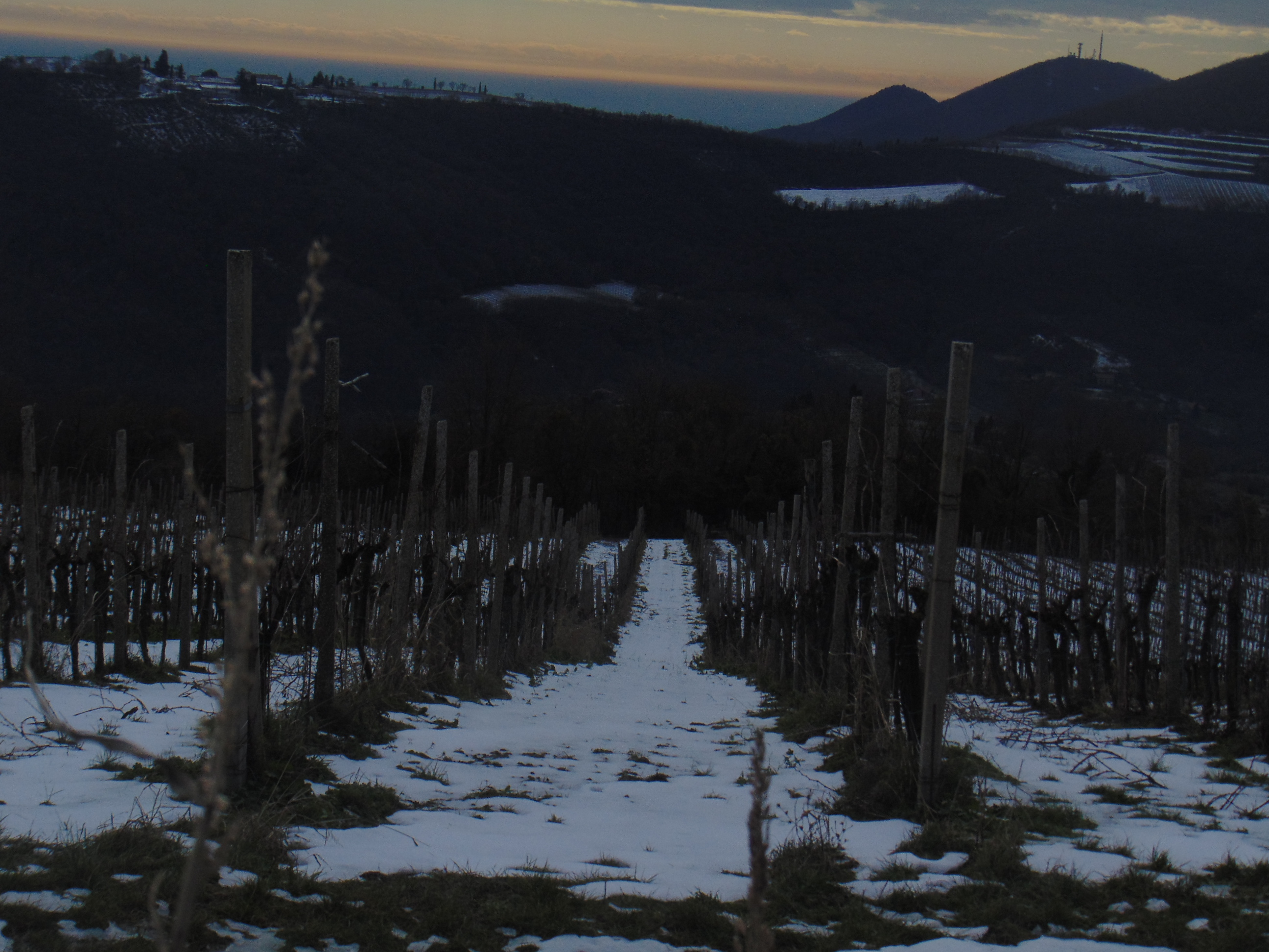 L'uva invernale di tonello_giorgia