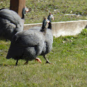 Helmeted guineafowl