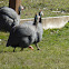 Helmeted guineafowl