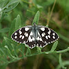 Marbled White