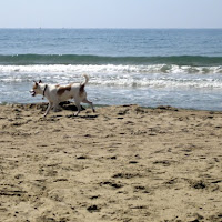 Solo un cane sulla spiaggia... di 