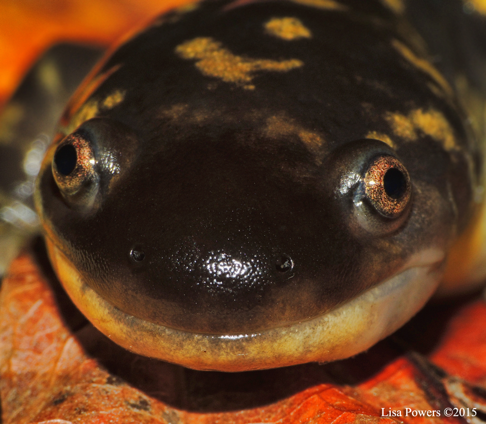 Eastern tiger salamander