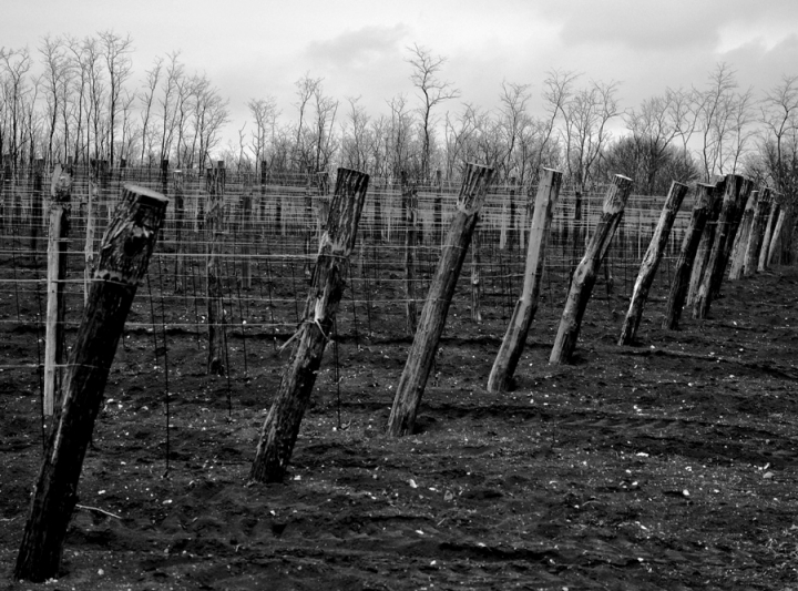 La nuova vigna di fabio_ts