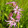 Ragged robin