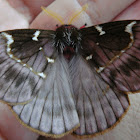 Paradirphia moth