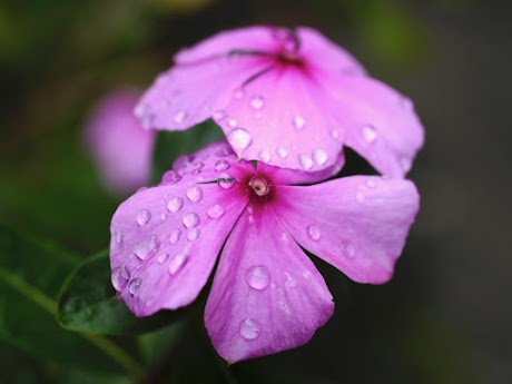 沖縄の有名な花ベスト３と言えば で思い浮かぶ花は そのトップ３に共通する意外な事実とは