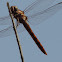 Roseate Skimmer      Female