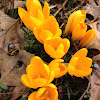 Early spring crocus