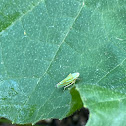 Leaf hopper