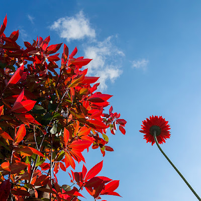 Primavera rossa di renzodid