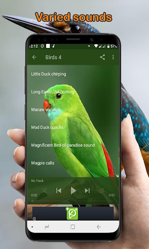 Bird Calls, Sounds,  Ringtones Offline