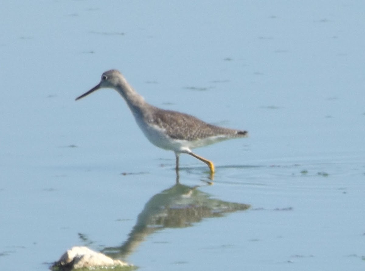 Lesser Yellowlegs