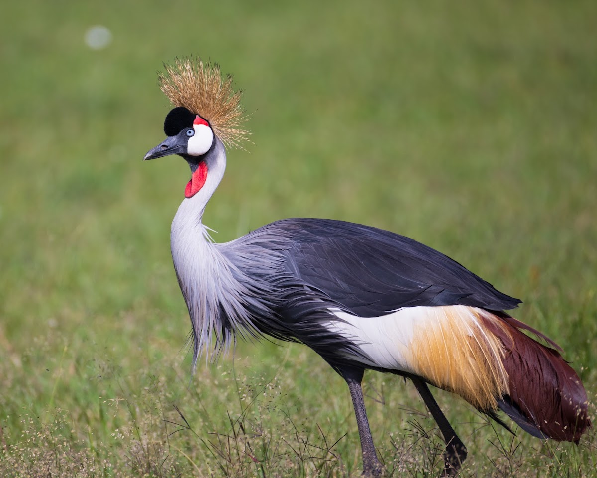 Grey crowned crane