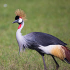 Grey crowned crane