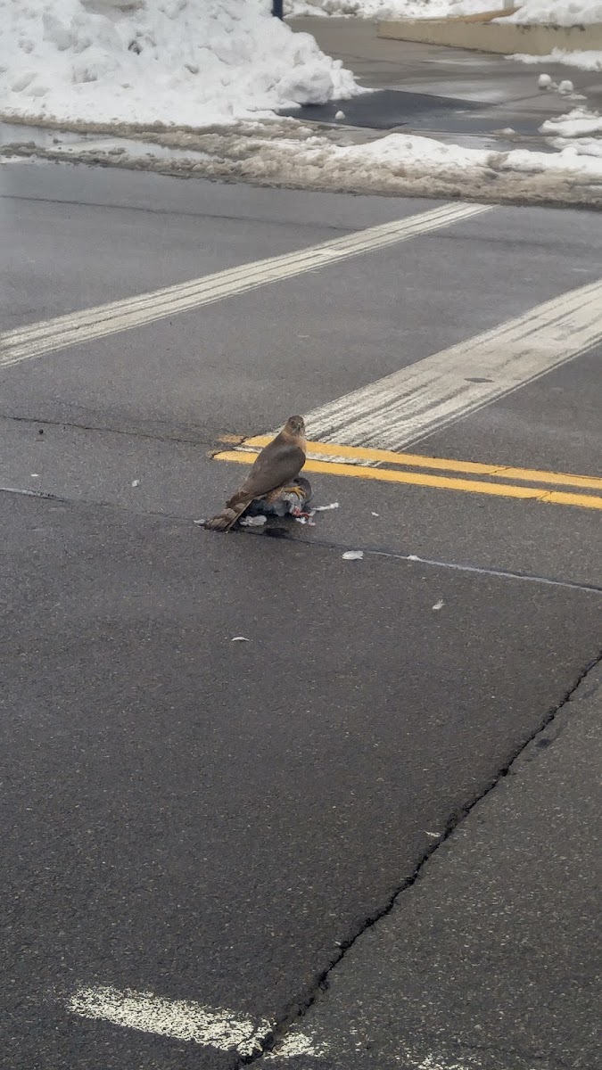 Cooper Hawk