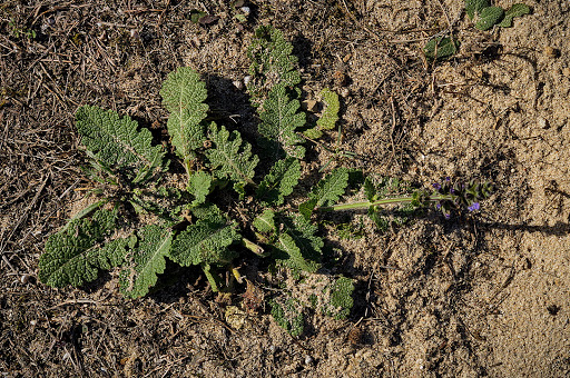 Salvia verbenaca