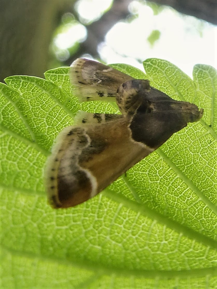 Meal moth