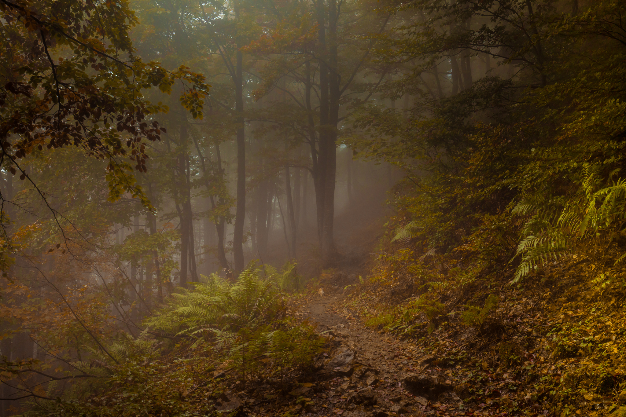 Il respiro del bosco di NickAdami