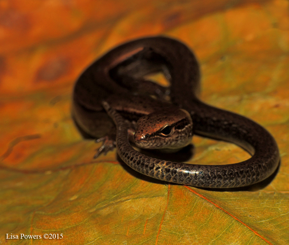 Little brown skink