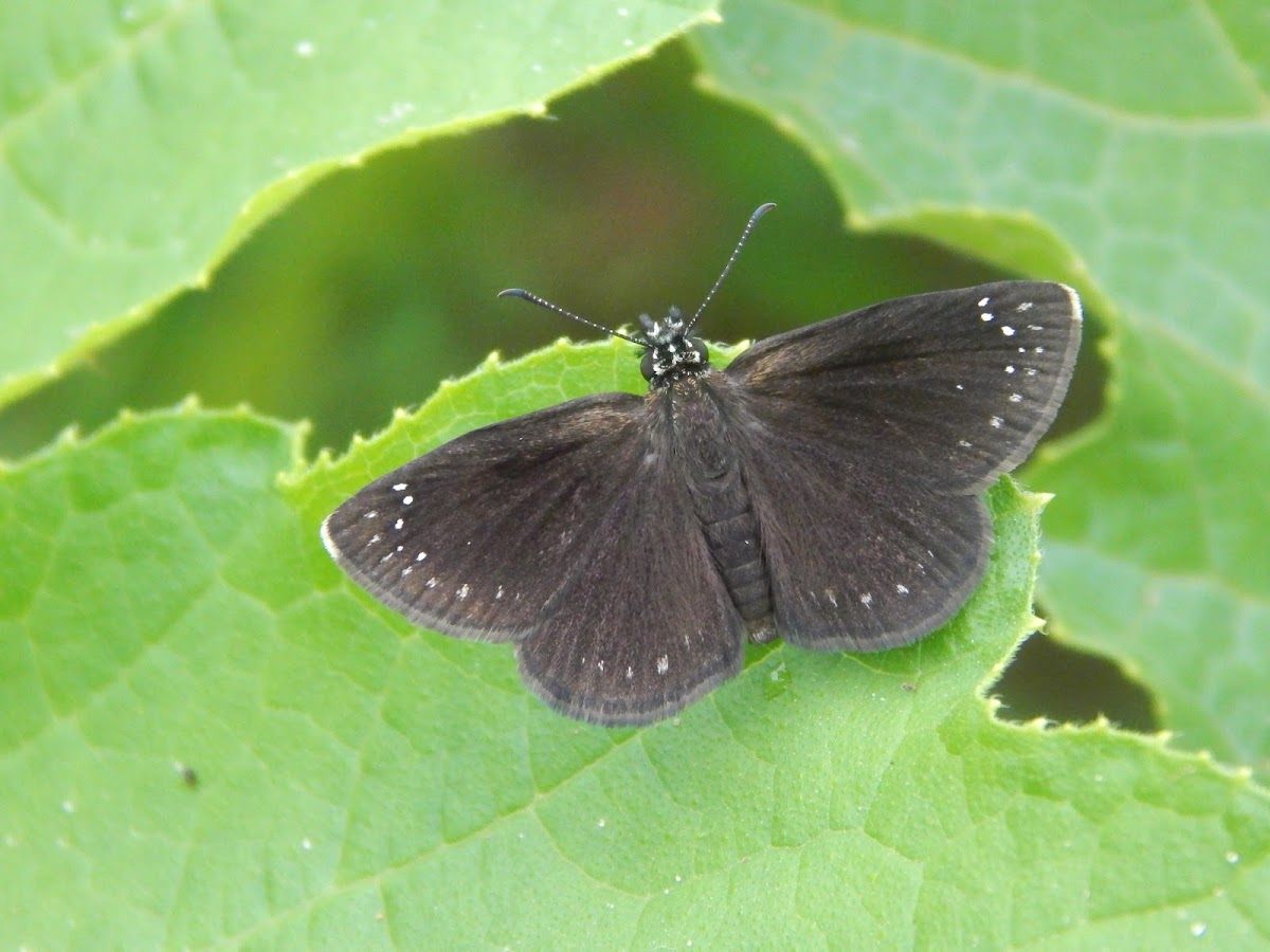 Common Snootywing