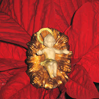 Super Jesus Merry Red Star Flower di 