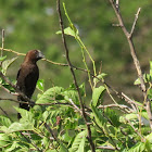 Thick-billed Weaver