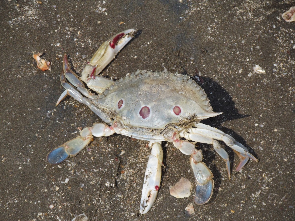 Sea Crab Shell