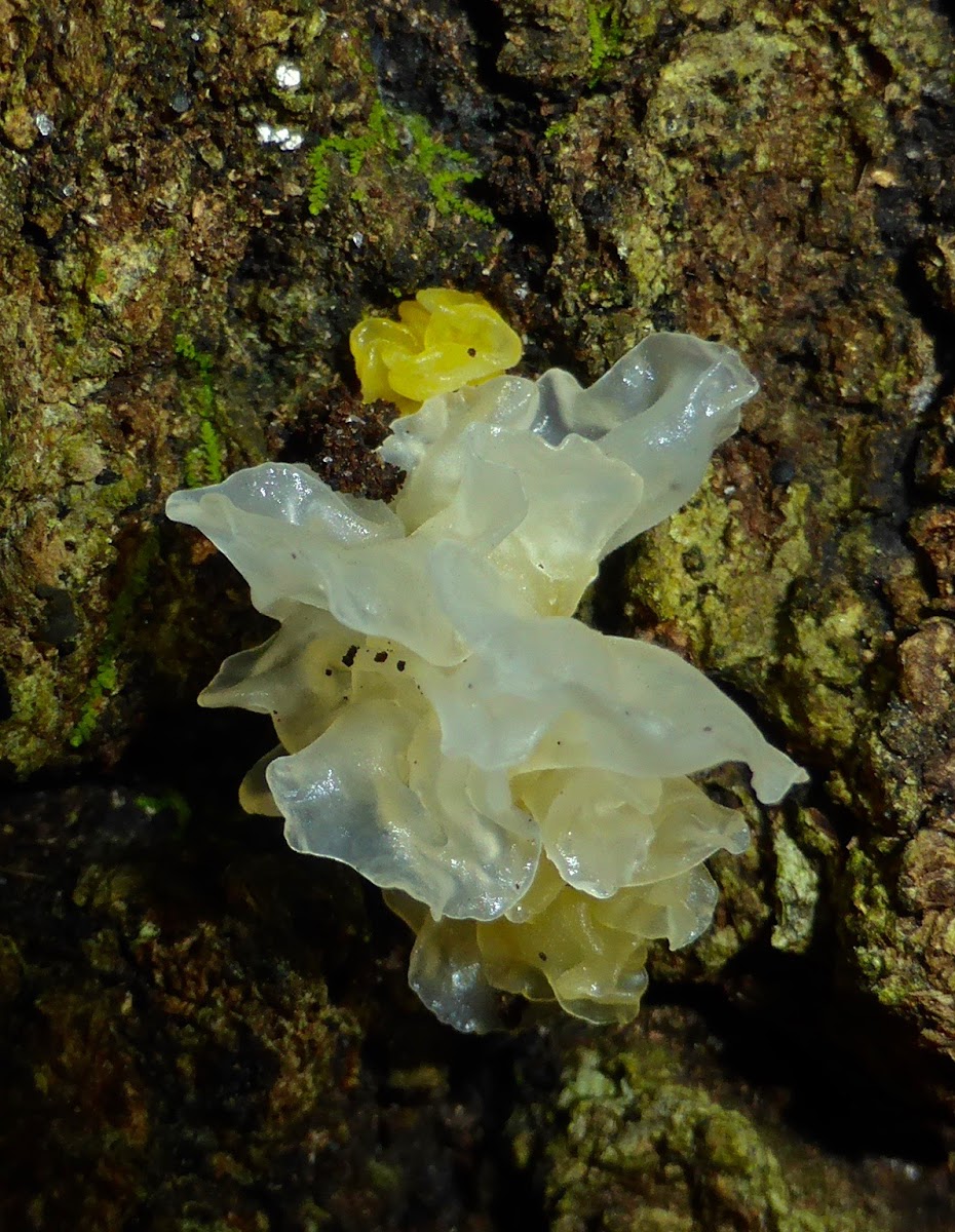 Jelly Fungus