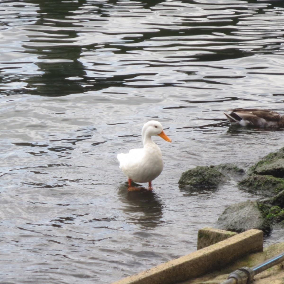 Feral domestic mallard duck