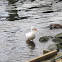 Feral domestic mallard duck