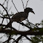 Indian Grey Hornbill