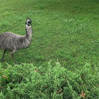 Emu