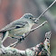 Plumbeous Vireo