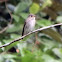 Dark-Sided Flycatcher